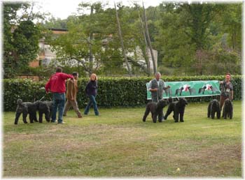 Elevage du CLOS DE LA LUETTE - COPYRIGHT DEPOSE